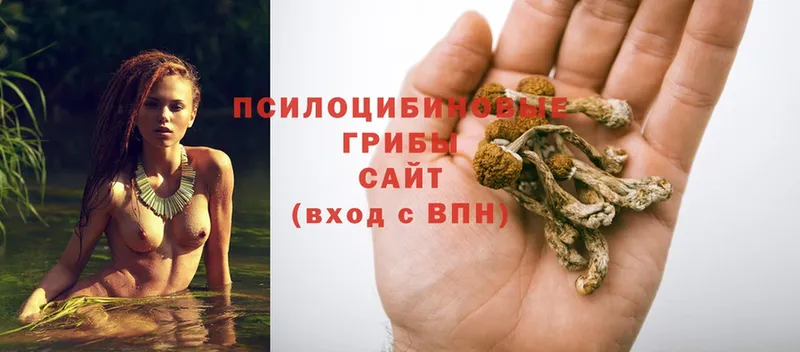 хочу наркоту  Чистополь  Псилоцибиновые грибы Psilocybe 